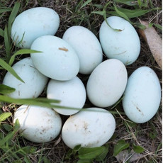 外婆喵 新鲜鸭蛋10枚土鸭蛋农家散养新鲜生鸭蛋青壳白皮绿壳鸭蛋
