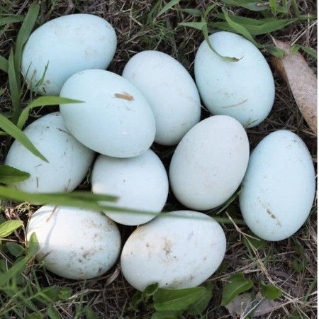 外婆喵 【土鸭蛋10枚】新鲜鸭蛋农家散养新鲜生鸭蛋青壳白皮绿壳鸭蛋图片