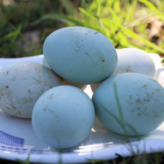 外婆喵 【土鸭蛋10枚】新鲜鸭蛋农家散养新鲜生鸭蛋青壳白皮绿壳鸭蛋