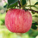 外婆喵 【助农】脆甜山东烟台红富士苹果3斤苹果新鲜水果冰糖心苹果当季