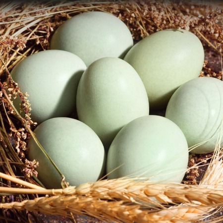 外婆喵 【10枚】正宗乌鸡蛋新鲜鸡蛋散养鸡蛋谷物当日月子蛋