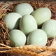 外婆喵 新鲜鸡蛋散养正宗乌鸡蛋土鸡蛋绿壳乌鸡蛋谷物当日月子蛋宝宝