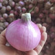外婆喵 【助农】水果红皮洋葱3斤新鲜生吃脆甜紫红皮葱头圆葱蔬菜