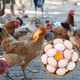 外婆喵 【土鸡蛋10枚】农家正宗散养农村笨鸡蛋新鲜营养柴鸡蛋