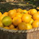 外婆喵 夏橙5斤高山手剥甜橙子榨汁脐橙当季新鲜橙子时令生鲜水果