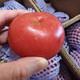 外婆喵 【沙瓤西红柿3斤】正宗陕西普罗旺斯西红柿时令生鲜番茄自然熟