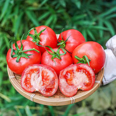 外婆喵 陕西【沙瓤西红柿9斤】普罗旺斯新鲜现摘自然熟生吃番茄蔬菜水果