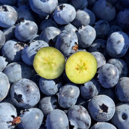 外婆喵 新鲜中果【蓝莓*4盒】当季现摘高山甜怡颗蓝莓生鲜时令水果图片