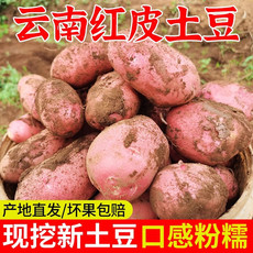 农家自产 云南红皮土豆新鲜农家洋芋产地直发