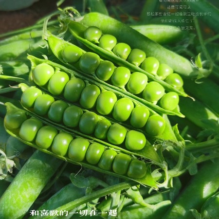 农家自产 云南高原露天 新鲜甜脆豌豆