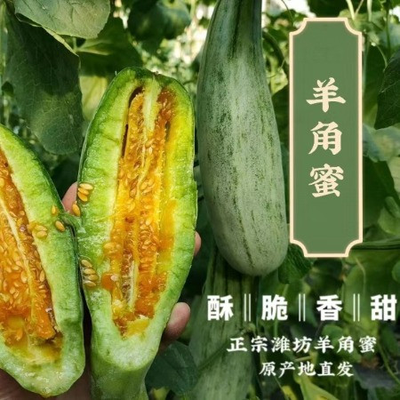 农家自产  春季头茬羊角蜜甜瓜 脆！嫩！甜！现摘现发图片