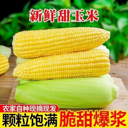 自产自销  【原产地】广西新鲜水果甜玉米5斤（5-8根）精品果图片