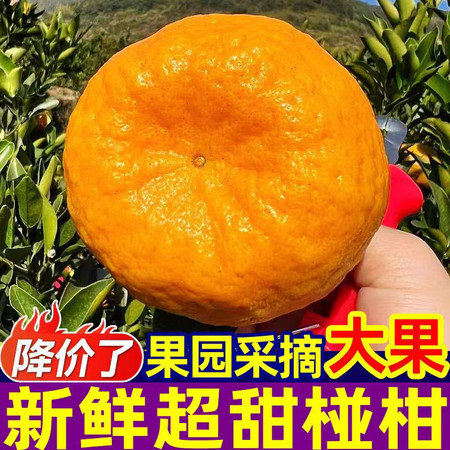 自产自销 【原产地】云南高山椪柑精品大果9斤整箱新鲜水果丑橘柑橘