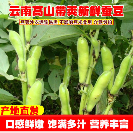 农家自产 时令蔬菜云南露天蚕豆兰花豆季节性蔬菜自然成熟现摘现发