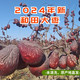 农家自产 【2024年新枣未清洗】原生态带土带灰未清洗新疆和田大枣