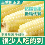 正品东北白玉米10根特级甜糯苞米白玉米早餐真空包装即食 黏玉 晏小铎