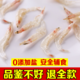 派星妈咪 淡干无盐虾皮宝宝辅食虾皮可打粉35克/罐发2罐