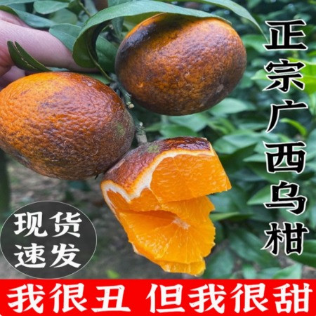 沂蒙鲜营 广西乌柑